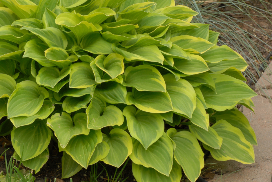 Funkia (Hosta) za sprawą swojej eleganckiej urody odnajdzie się na wielu rodzajach rabat (zdj.: Fotolia.com)