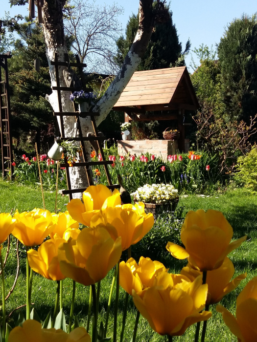 Moja wiosna cebulowymi stoi.Mnóstwo tulipanów,szafirków,narcyzów,pyszni się na rabatach