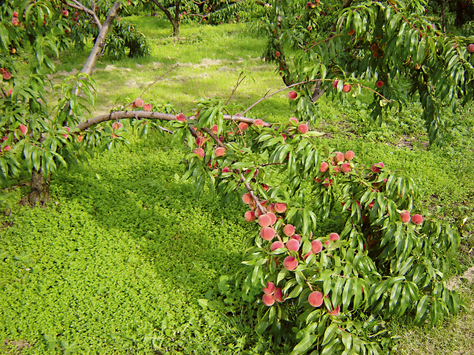 Poplon pod drzewkiem brzoskwini wyciągnie z gleby resztki azotu