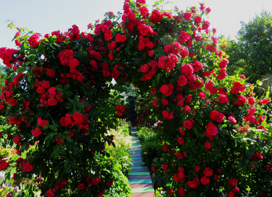 Róża pnąca „ Królowa Ogrodu” zaprasza do wnętrz naszych kolorowych zakątków znajdujących się w ogrodzie.