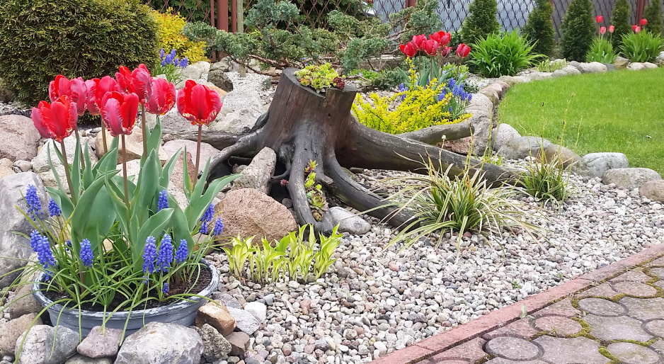 Tulipanowo - szafirkowa wiosna.