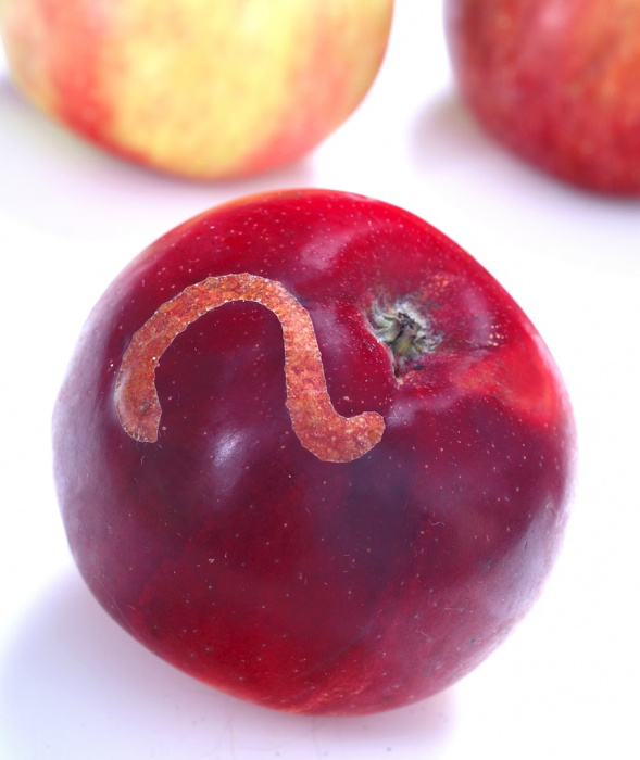 Ślady żerowania owocówki na jabłku (zdj.: Fotolia.com)
