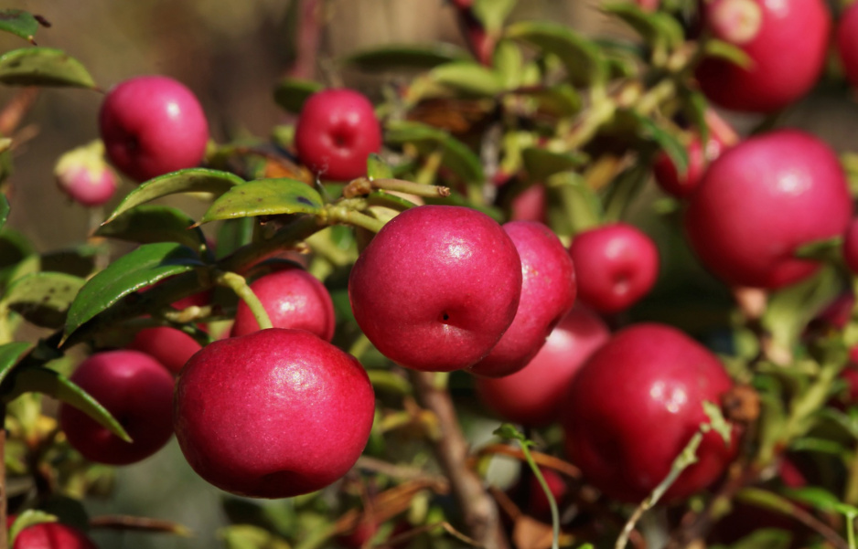 Łudząco podobne do młodych jabłek owoce pernecji chilijskiej długo utrzymują się na gałązkach, czyniąc z rośliny wyjątkową dekorację balkonową  (zdj.: Fotolia.com)