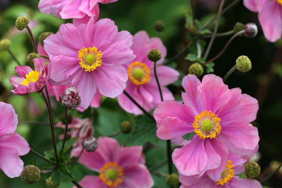 Piękne kwiaty zawilca japońskiego anemone japonica ostatni raz kwitną w październiku (zdj.: Fotolia.com)