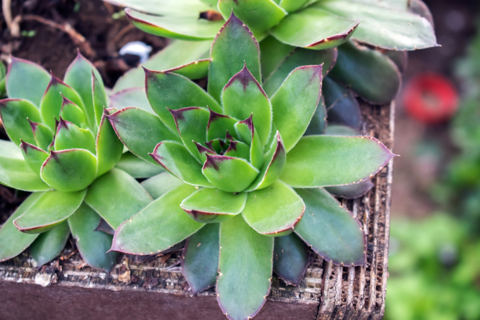 Rojnik murowy sempervivum tectorum to jeden z największych gatunków, jego rozeta osiąga do 20 centymetrów średnicy (zdj.: Fotolia.com)