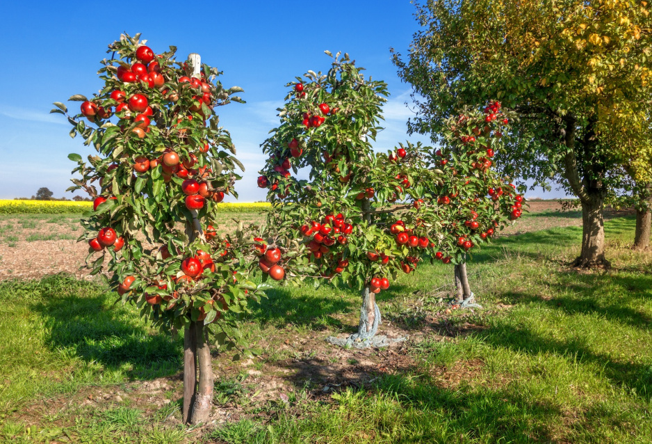 W ofertach sadowników znajduje się kilka karłowatych odmian jabłoni o smacznych, dużych owocach (zdj.: Fotolia.com)