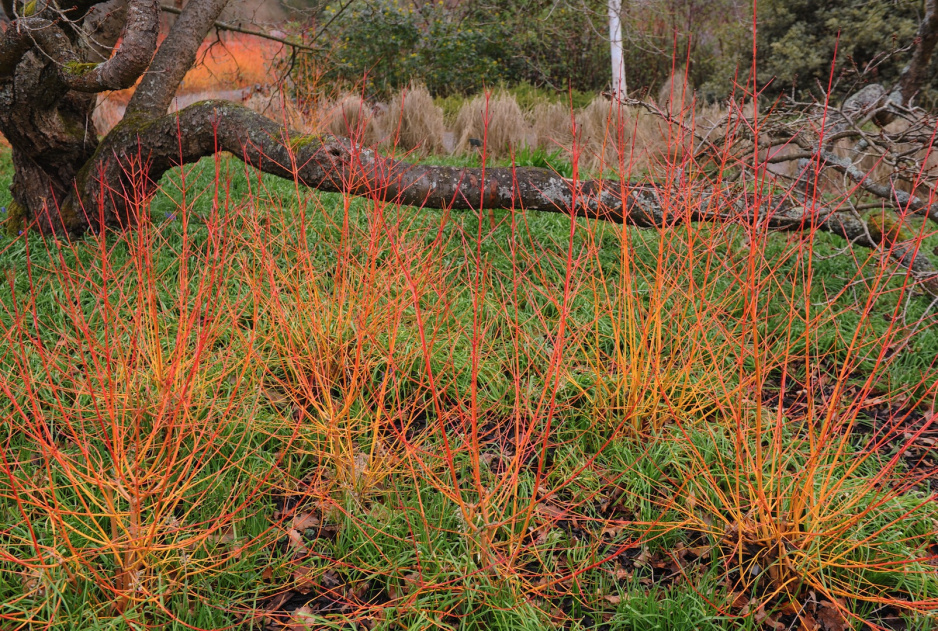 Dereń świdwa Cornus sanguinea w odmianie  'Midwinter Fire' zapewnia ogniste wrażenia nawet zimą (zdj.: Shutterstock.com)