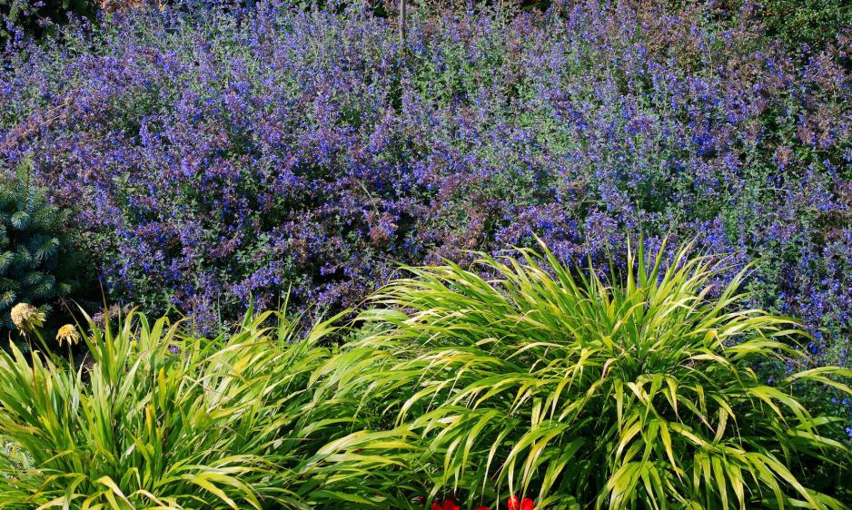 Hakonechloa smukła Hakonechloa macra to bujna trawa ozdobna, która doskonale kontrastuje z obficie obsypanymi w kwiatostany krzewami, w tym przypadku kocimiętką Faassena Nepeta faassenii (zdj.: Fotolia.com)