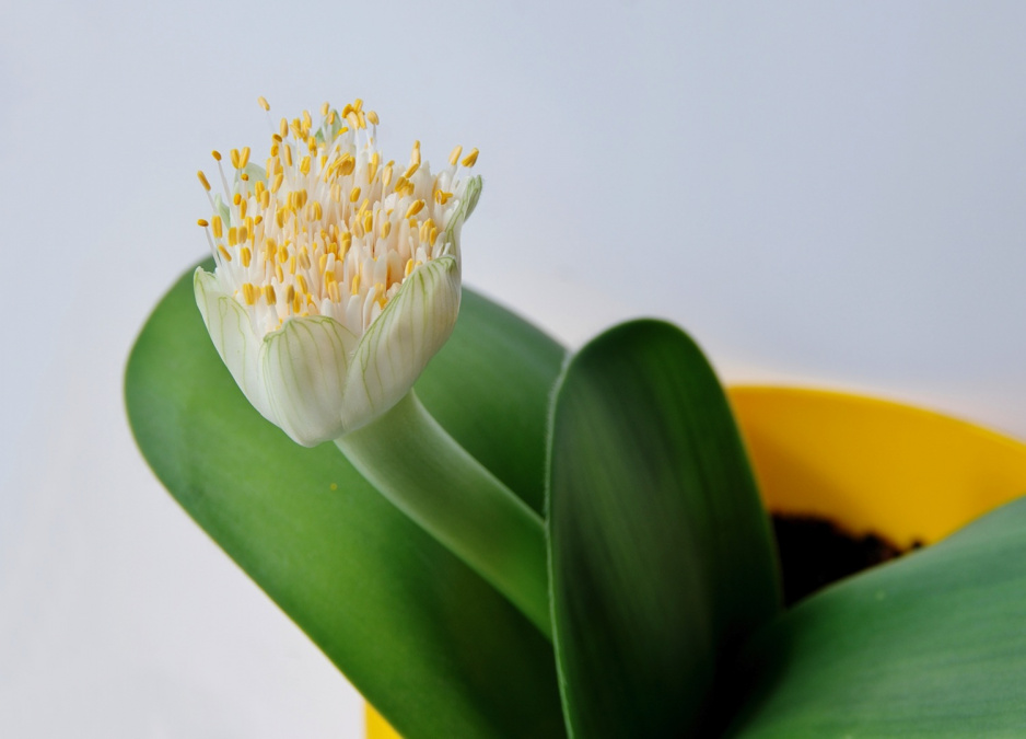 Krasnokwiat białokwiatowy Haemanthus albiflorus zwyczajowo kwitnie w czerwcu, wypuszczając osiągającedo 15 centymetrów średnicy białe kwiatostany (zdj.: Shutterstock.com)