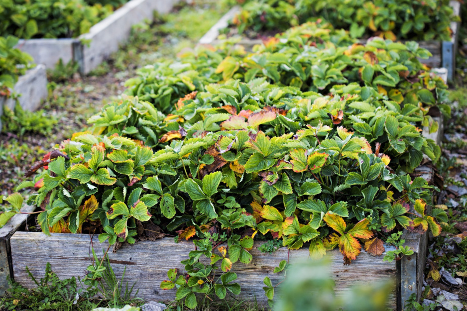 Najważniejszymi zabiegami pielęgnacyjnymi krzewów truskawki jest pozbycie się chwastów oraz odpowiednie nawożenie (zdj.: Shutterstock.com)