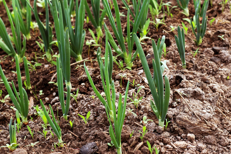 Nasiona kiełkują już przy 5°C, nasze warzywa zaczną więc dojrzewać w kilka tygodni po stałym zaniku przedwiosennych przymrozków (zdj.: Fotolia.com)