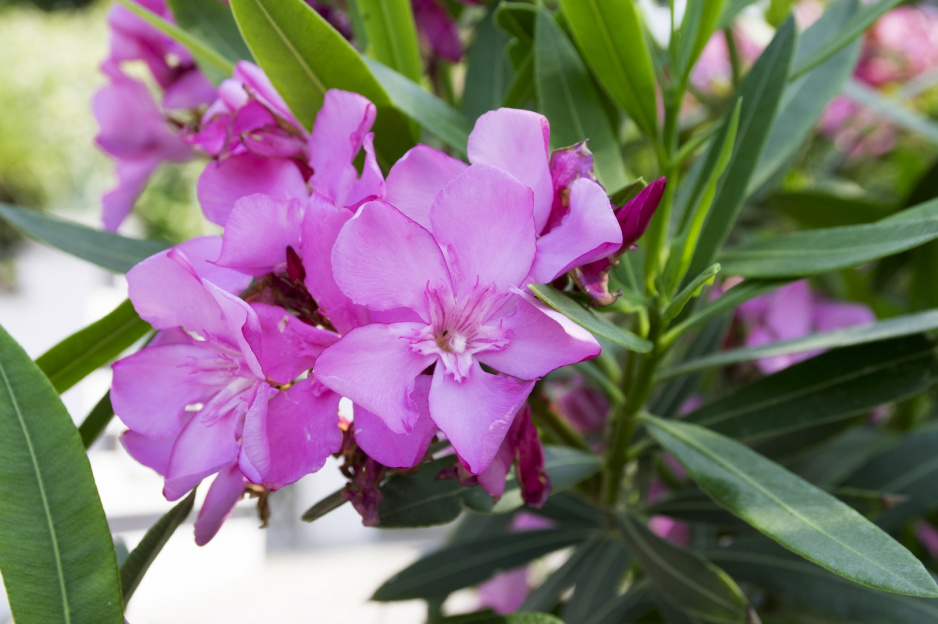 Oleander pospolity nerium oleander najlepiej rozwija się, stojąc w wodzie, roślina ta w naturalnych warunkach rośnie blisko rzek i zbiorników wodnych.  (zdj.: Adobe Stock)