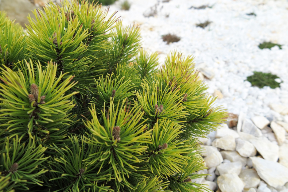 Popularniejszą nazwą sosny górskiej (Pinus mugo) jest kosodrzewina (zdj.: Fotolia.com)