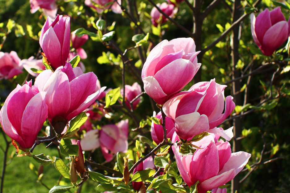 Przy odpowiedniej pielęgnacji kwiaty magnolii powinny pojawić się od 1 do 3 roku po posadzeniu (zdj.: Fotolia.com)