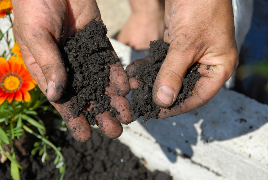 Regenerując glebę roślin doniczkowych również należy zadbać o dostosowanie odczynu do rośliny, którą w niej sadzimy  (zdj.: Adobe Stock)
