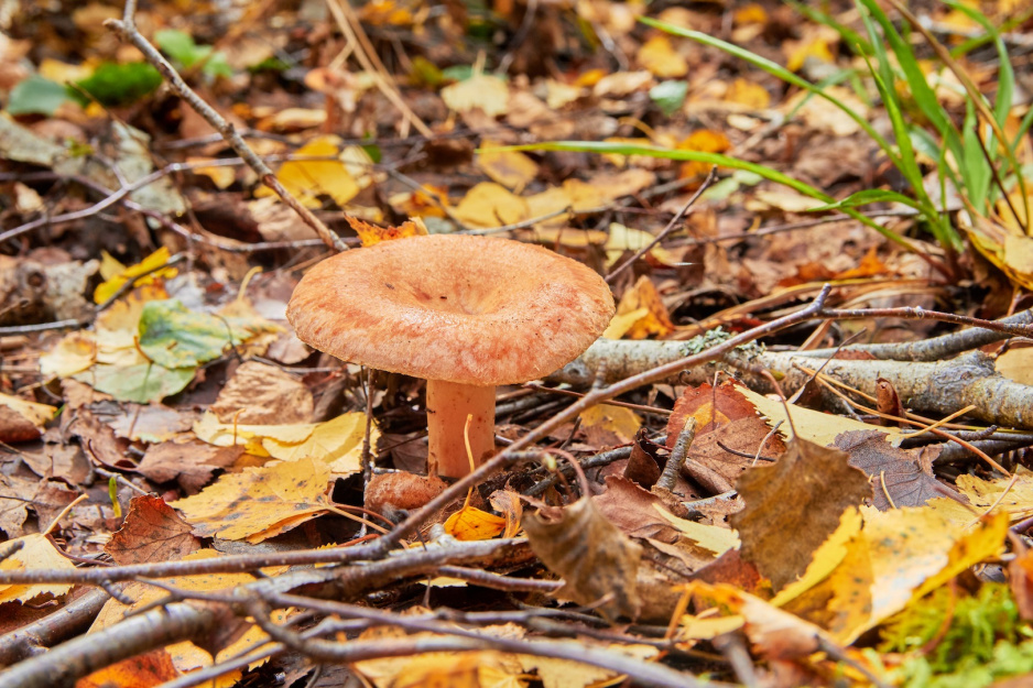 Rydz Lactarius deliciosus uważane są za jedne z najsmaczniejszych grzybów jadalnych powszechnie występujących w polskich lasach (zdj.: Fotolia.com)
