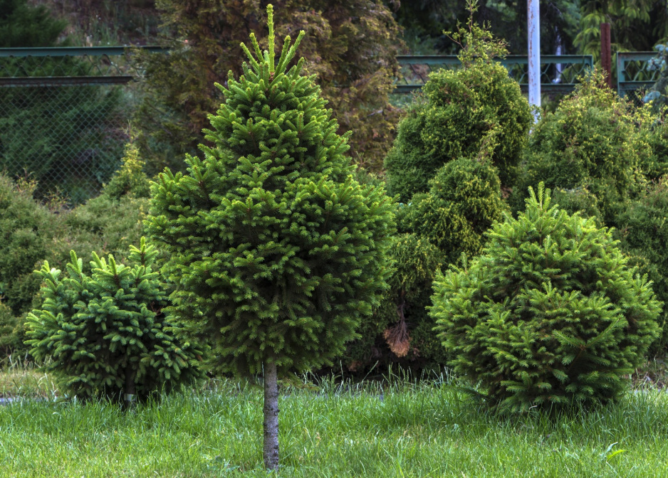 Świerk biały Pices glauca w miejscach pochodzenia potrafi osiągać nawet do 30 metrów wysokości, w Polsce większą popularność zdobywają formy niskie, o kulistym lub tradycyjnym pokroju (zdj.: Shutterstock.com)