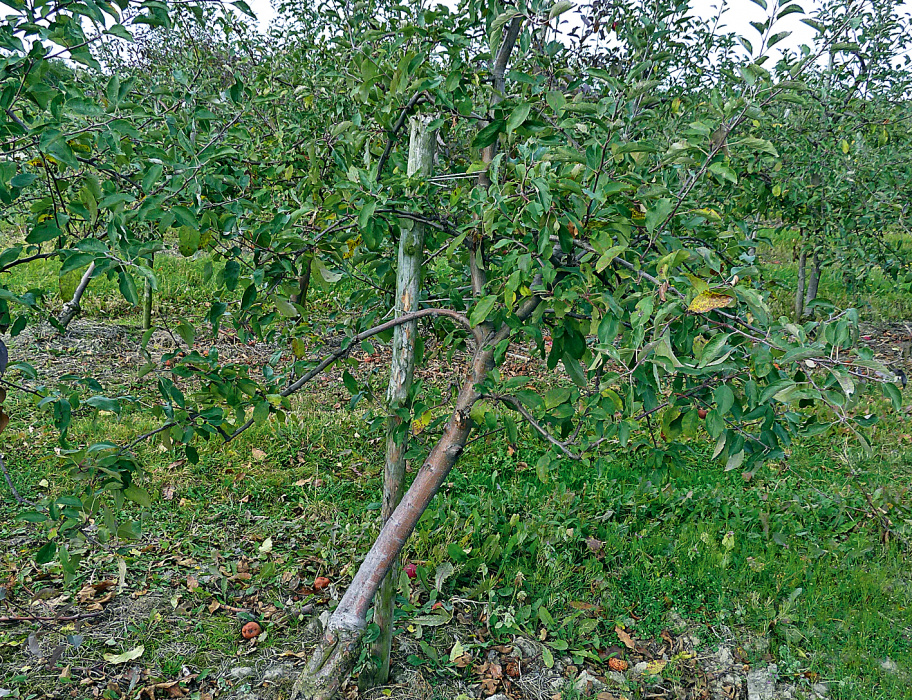 Szczególnie świeżo posadzone i młode drzewa owocowe wymagają pali do zdrowego wzrostu (zdj.: materiały redakcji)