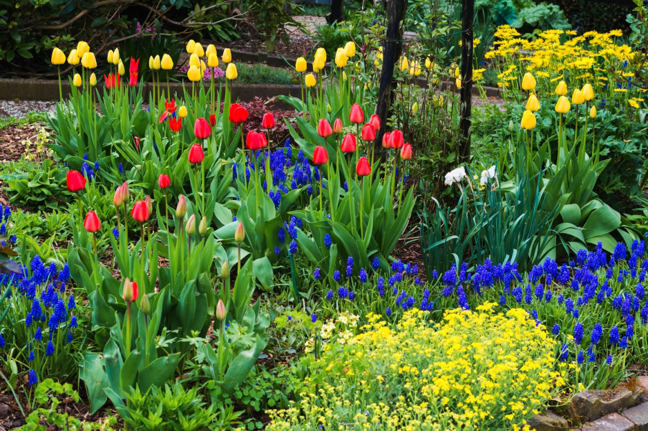 Wiosenne rabata składająca się głównie z roślin cebulowych zachwycać powinna przede wszystkim ferią barw (zdj.: Fotolia.com)