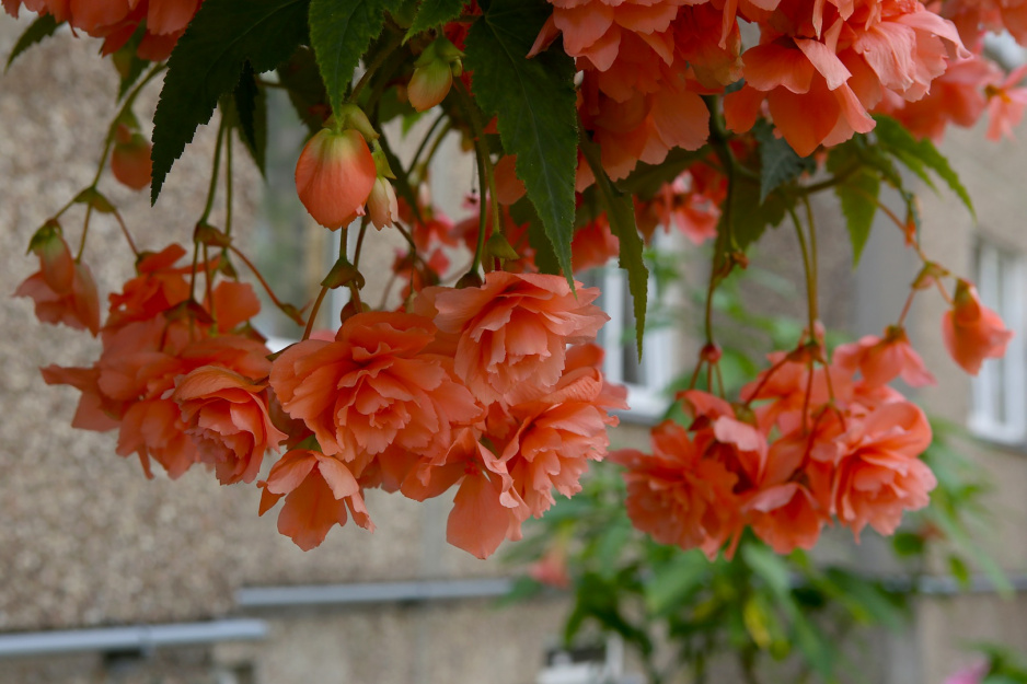 Begonie to idealne rośliny balkonowe - obradzają w liczne obfite kwiaty o zniewalających kolorach i zapachach, będąc bardzo odpornymi na ciężkie warunki pogodowe. (zdj.: Adobe Stock)