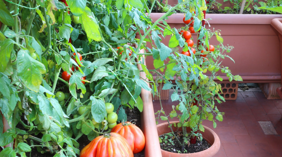 Do często spotykanych na balkonach cytrusów, pomidorów czy ziół, dołączają nowe warzywa - m.in. kapusta, brokuły czy marchew.  (zdj.: Adobe Stock)
