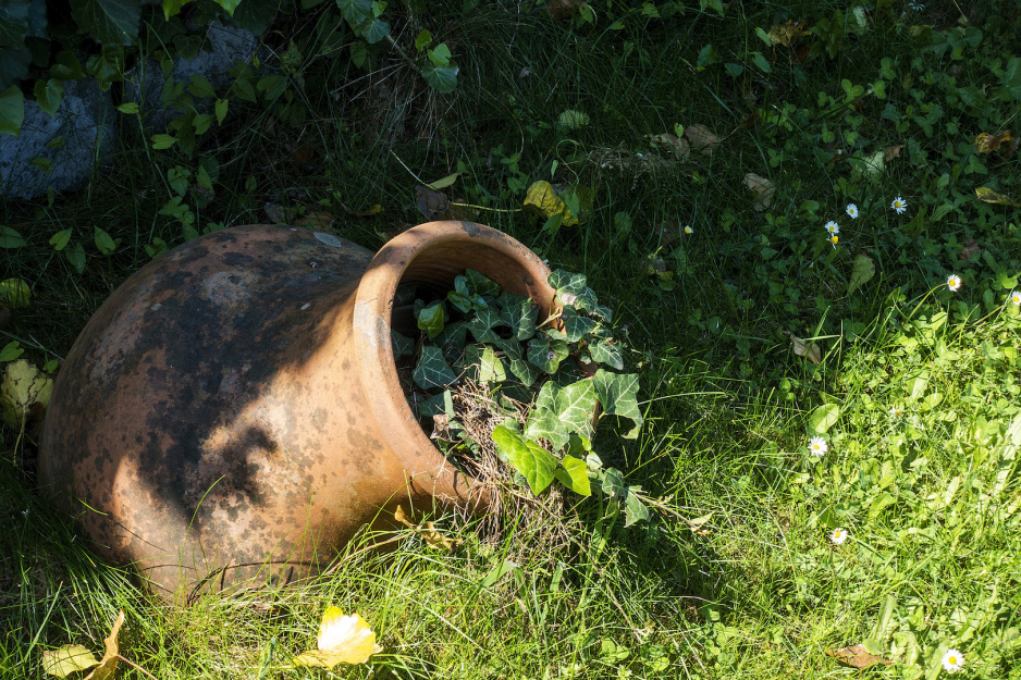 Donice z pnączami (w tym przypadku bluszczem) wkomponowane w różne zakątki ogrodu mogą służyć za intrygujące ozdoby.  (zdj.: iStock)