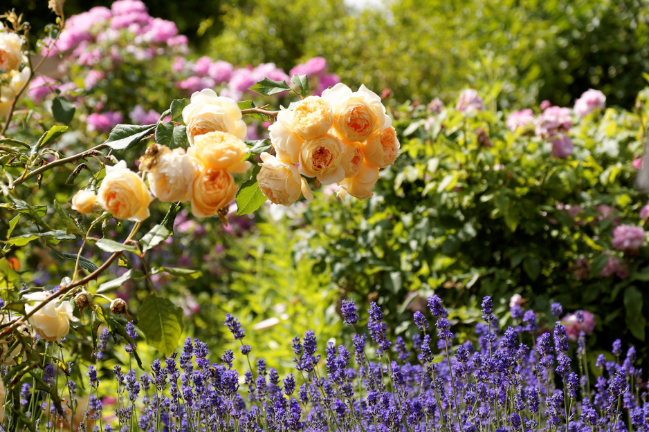 Lawenda doskonale nadaje się do obsadzenia otoczenia róż, pomimo wymagania odmiennych warunków. (zdj.: Adobe Stock)