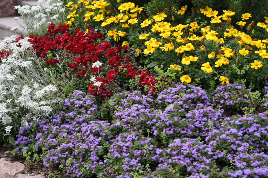 Prócz zestawiania ze sobą roślin o kontrastujących kolorach, należy zadbać o to, by najniższe rosły od frontu, a najwyższe w tle (zdj.: Adobe Stock)