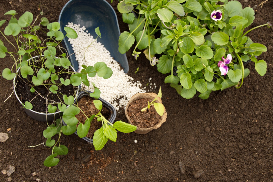 Przed sadzeniem roślin na glebie gliniastej najważniejsze jest rozluźnienie i przywrócenie pulchności podłoża. (zdj.: Adobe Stock)