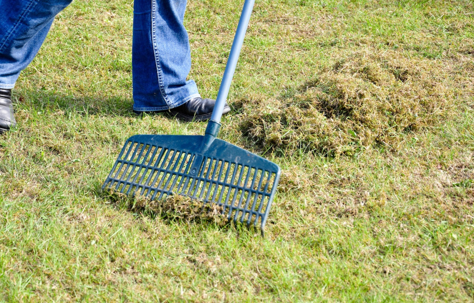 Resztki skoszonej trawy czy pozimowy filc utrudnia dostęp roślin od wody, światła czy nawozu. Zalecamy zgrabienie zanieczyszczeń przed podlewaniem i nawożeniem trawnika. (zdj.: Adobe Stock)
