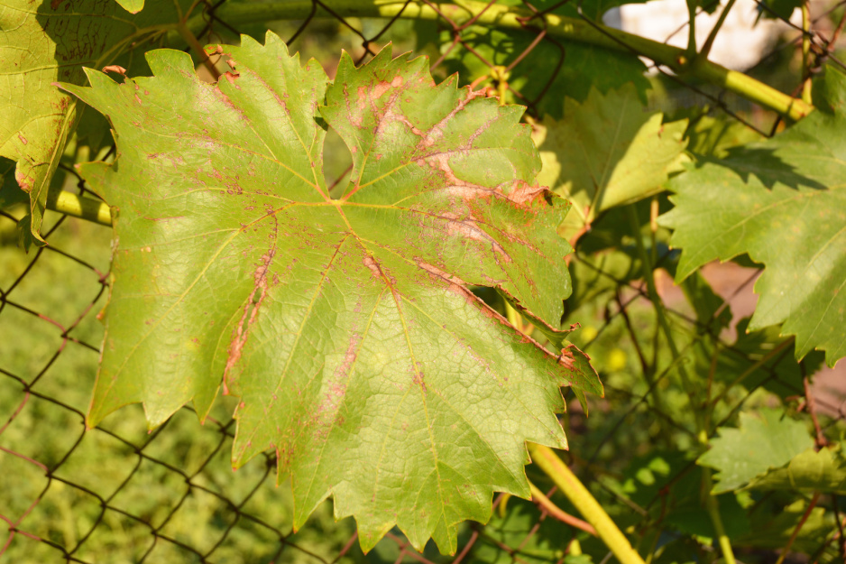 Tak wyglądające liście świadczą o zaawansowanej chorobie - w takim przypadku należy pozbyć się zarażonych liści i spalić z dala od rośliny.  (zdj.: Adobe Stock)