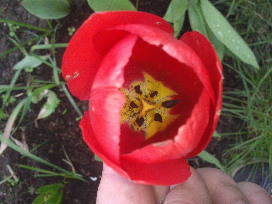 tulipan