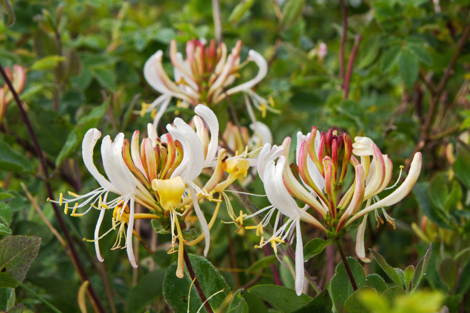 Wiciokrzew (lonicera) zachwyca nie tylko nieszablonową urodą. Wielkim atutem pnącza jest również słodki, mocny zapach. (zdj.: Adobe Stock)