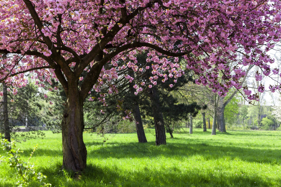 Wiśnia piłkowana (prunus serrulata) słynie z efektownej fazy kwitnienia, podczas której drzewo zapewni nie tylko cień, ale i niepowtarzalne widoki oraz upajający zapach. (zdj.: Adobe Stock)