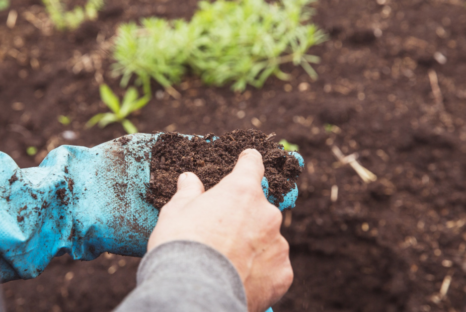 Wyjałowiona gleba to problem, którego nie należy lekceważyć. Stosując substrat, wzbogacimy ją o potrzebne roślinom składniki odżywcze. (zdj.: Adobe Stock)