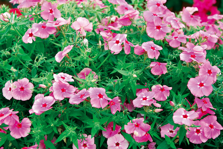 Odmianę Drummonda można poznać po kontrastującym z kolorem płatków oczku wewnątrz kwiatu. (zdj.: Adobe Stock)