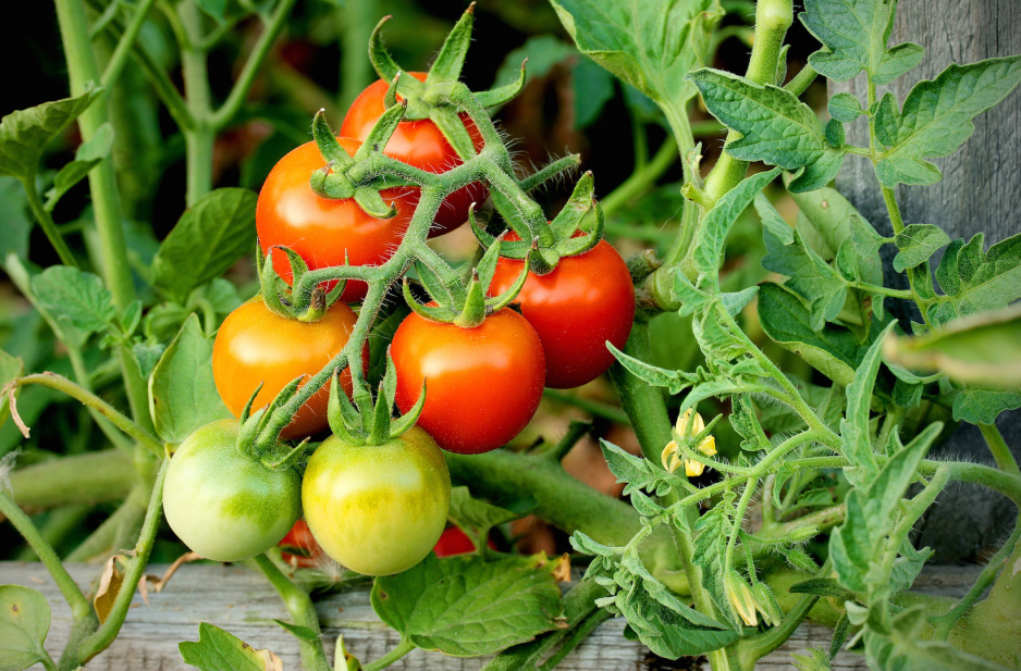 Pomidory z odmiany cherry najbardziej nadają się do uprawy donicowej. Ich balkonowa czy tarasowa pielęgnacja sprowadza się jednak do tych samych zabiegów co przy odmianach gruntowych. (zdj.: Adobe Stock)