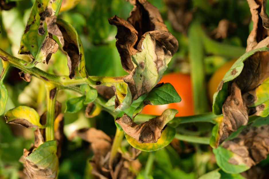 Przypalone słońcem liście pomidora. Ich uszkodzenie nie wpływa szczególnie mocno na owocowanie, należy więc sukcesywnie pozbywać się zniszczonych liści. (zdj.: Adobe Stock)