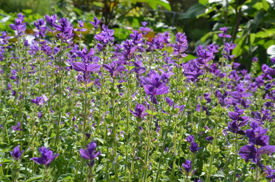 Szałwia powabna (salvia viridis) najlepiej czuje się na stanowiskach słonecznych, glebach żyznych i odpowiednio wilgotnych. (zdj.: Adobe Stock)