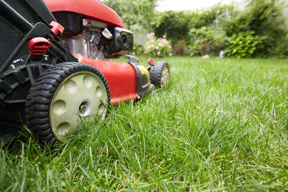 Trawy na boiskach sportowych są koszone nawet 50-60 razy do roku. Przydomowy trawnik nie potrzebuje tak systematycznego przycinania, częstotliwość zabiegów należy jednak dostosować do okresu wegetacyjnego trawy. (zdj.: Adobe Stock)