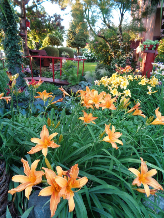 Moje miejsce wokół oczka wśród liliowców najpiękniejszy czas w ogrodzie tak stwierdzam :)