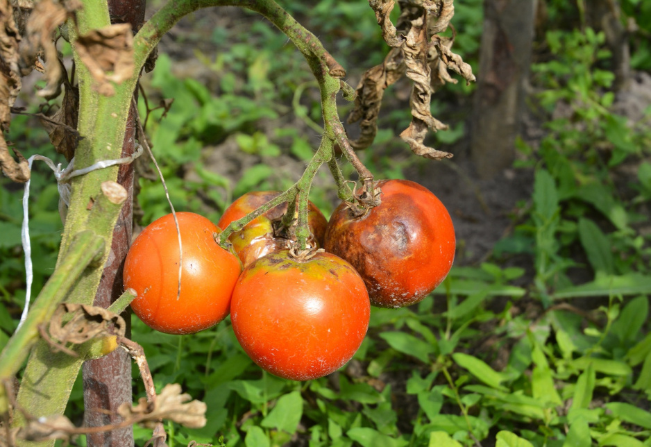 Zaraza ziemniaka powodowana jest przez organizm grzybopodobny (Phytophthora infestans) (zdj.: Fotolia.com)