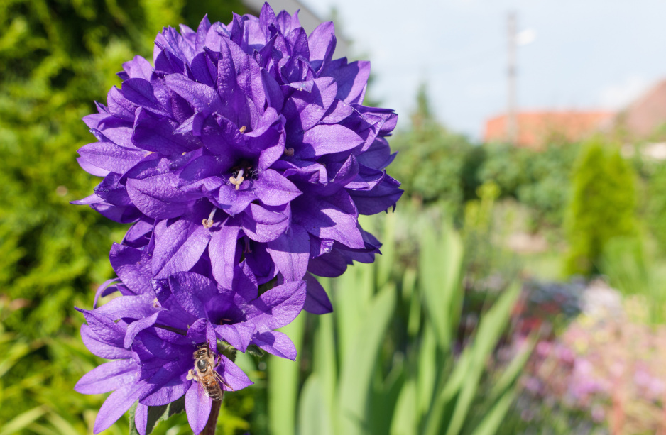 Najbardziej dostojną z prezentowanych odmian wydaje się być dzwonek skupiony (campanula glomerata), której kwiaty tworzą kulę wyłącznie na szczycie łodygi. (zdj.: Adobe Stock)