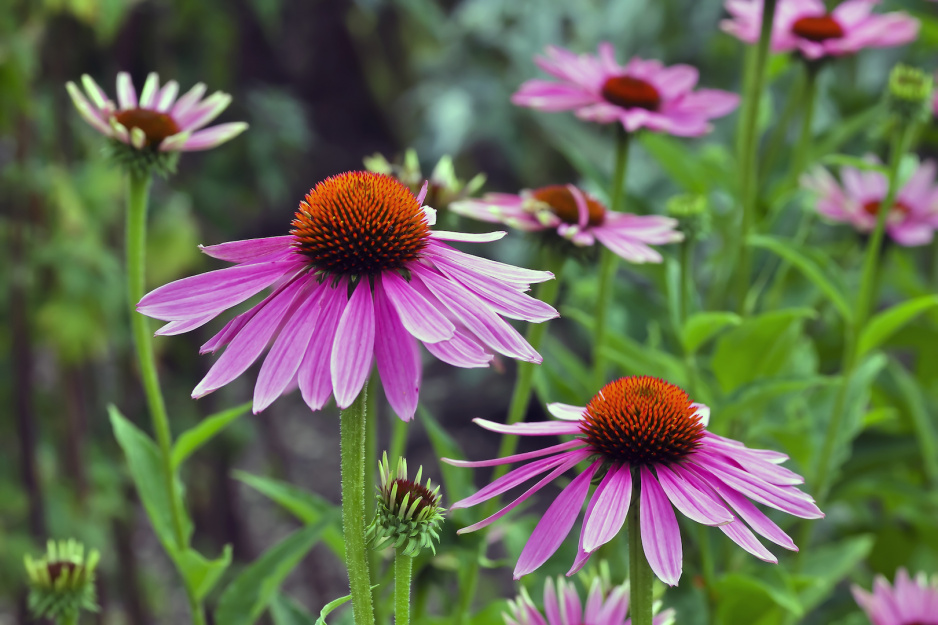 Strzeliste kwiatostany jeżówki wąskolistnej (echinacea angustifolia) w połączeniu z kłębiastą podstawą tworzą idealną roślinę rabatową.  (zdj.: Adobe Stock)