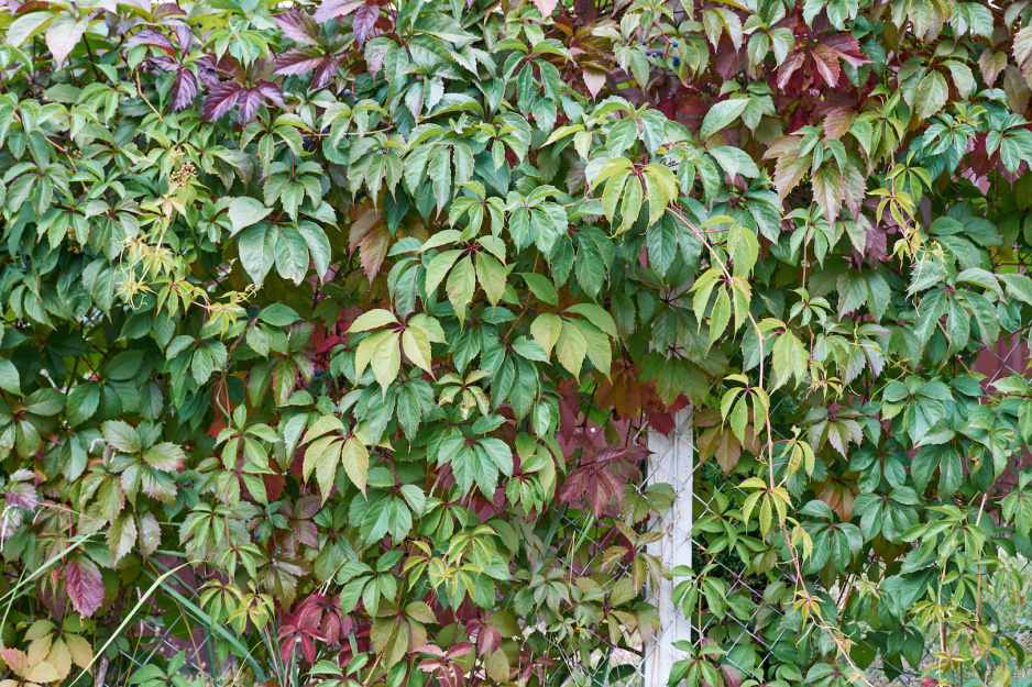 Winobluszcz pięciolistkowy (parthenocissus quinquefolia var. murorum) ma dwie podstawowe zalety - jest mało wymagający i bardzo odporny na niskie temperatury. (zdj.: Adobe Stock)