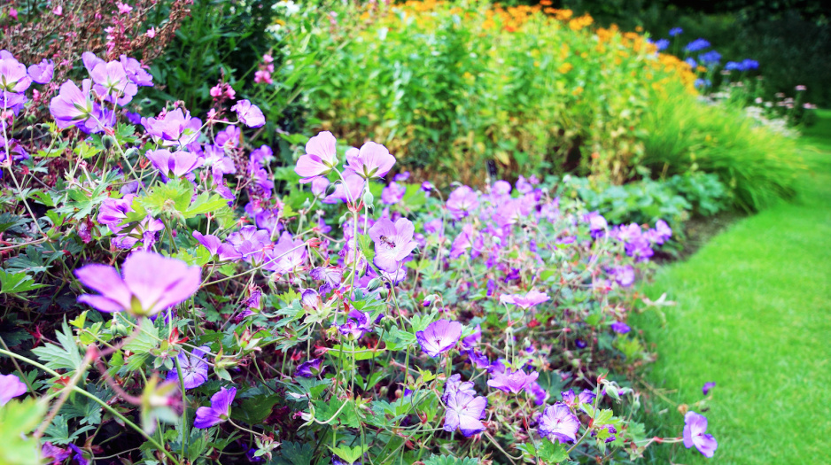 Znane głównie z doniczek pelargonie, świetnie odnajdują się również w odmianie rabatowej. (zdj.: Adobe Stock)