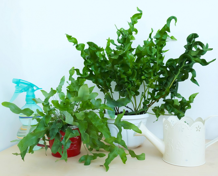 Bardzo ozdobne microsorum (microsorum scolopendrium) zachwyca lancetowatymi liśćmi, roślina posiada jednak wysokie wymagania odnośnie temperatury i wilgotności powietrza.  (zdj.: Adobe Stock)