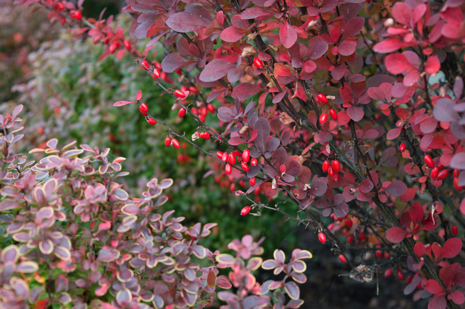 Berberys Berberis (zdj.: Adobe Stock)