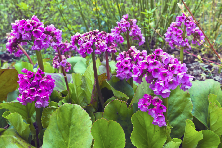 Bergenia Bergenia (zdj.: Adobe Stock)