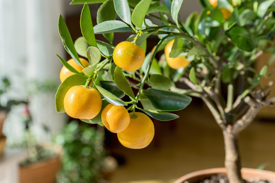 Cytryna Citrus (zdj. Adobe Stock)
